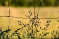 Quand la nature est libre